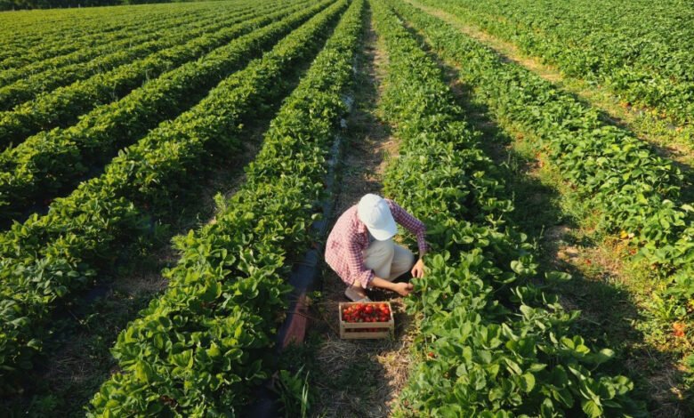 56-مليار-جنيه-قروضا-للقطاع-الزراعي-بنمو-248%