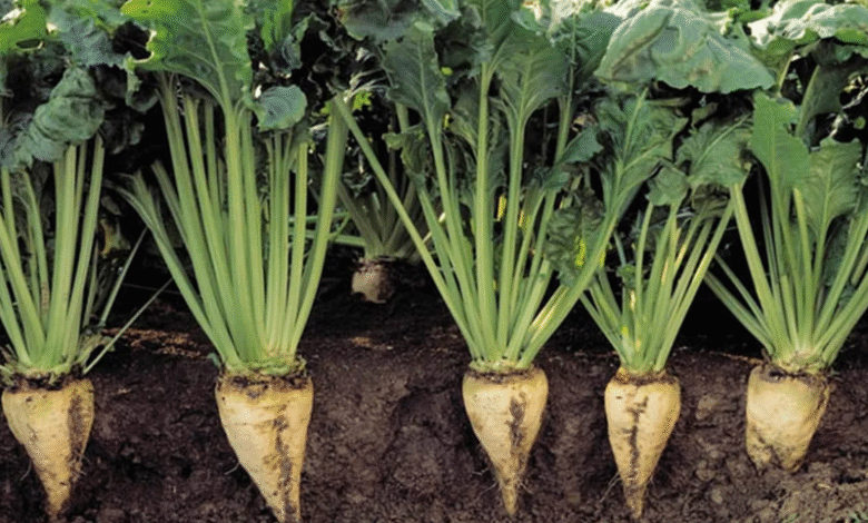 تراجع-الزراعات-يهبط-بتوقعات-إنتاج-سكر-البنجر-إلى 1.8-مليون-طن