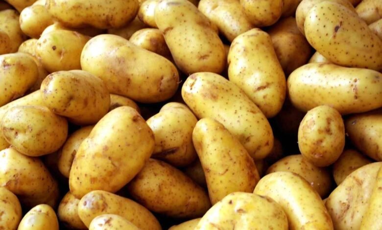 “الزراعة”:-فحص-290-ألف-طن-بطاطس-مُعدة-للتصدير-خلال-فبراير