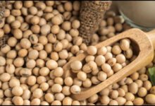 فول-الصويا-يتراجع-مع-احتمال-تأجيل-قمة-ترمب-وشي