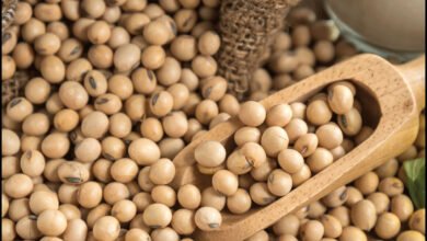 فول-الصويا-يتراجع-مع-احتمال-تأجيل-قمة-ترمب-وشي