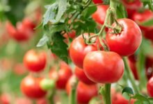 “إيكوفين”:-الطماطم-تعد-من-أكثر-الخضراوات-زراعة-واستهلاكًا-فى-غرب-أفريقيا