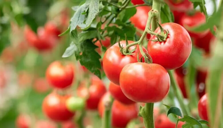 “إيكوفين”:-الطماطم-تعد-من-أكثر-الخضراوات-زراعة-واستهلاكًا-فى-غرب-أفريقيا