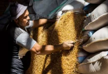 “الزراعة”-تستهدف-توريد-5-ملايين-طن-قمح-الموسم-الحالي