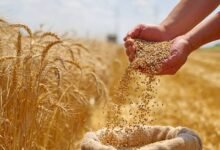 رئيس-الوزراء:-رفع-سعر-توريد-إردب-القمح-ليصل-إلى-2500-جنيه 