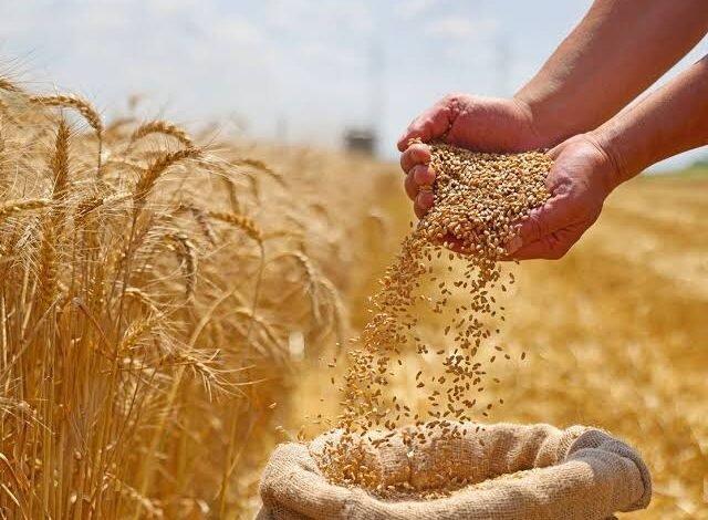 رئيس-الوزراء:-رفع-سعر-توريد-إردب-القمح-ليصل-إلى-2500-جنيه 