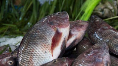 “الاتحاد-الأوروبى”-يفتح-أبوابه-أمام-منتجات-الاستزراع-السمكى-المصرية