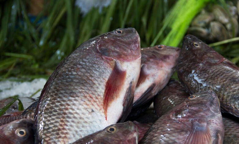 “الاتحاد-الأوروبى”-يفتح-أبوابه-أمام-منتجات-الاستزراع-السمكى-المصرية